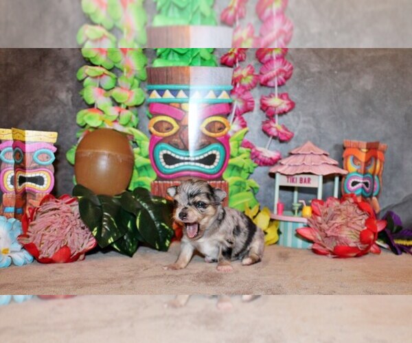 Medium Photo #2 Chihuahua Puppy For Sale in CHARLESTON, AR, USA