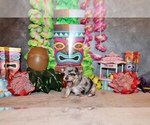 Small Photo #20 Chihuahua Puppy For Sale in CHARLESTON, AR, USA
