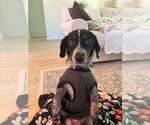 Small #2 Dachshund Mix
