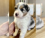 Small Photo #2 Australian Shepherd Puppy For Sale in UNION, MO, USA