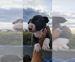 Bull Terrier Puppy for sale in MOSES LAKE, WA, USA