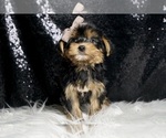 Small #2 Morkie