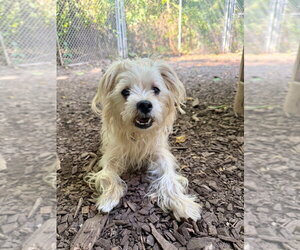 Maltese Dogs for adoption in Lawrenceville, NJ, USA