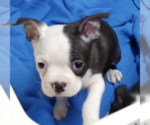 Small #2 Boston Terrier