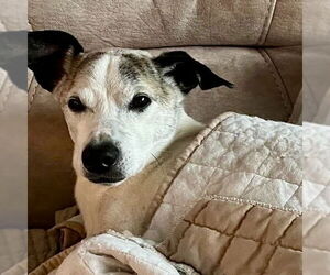 Unknown-Whippet Mix Dogs for adoption in Spring Lake, NC, USA