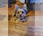 Small Photo #1 Yorkshire Terrier Puppy For Sale in HUNTSVILLE, AL, USA