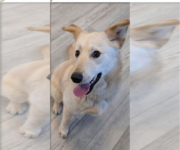 Medium Photo #3 Labrador Retriever-Unknown Mix Puppy For Sale in South Bend, IN, USA