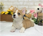 Small Photo #7 Pembroke Welsh Corgi Puppy For Sale in BEVERLY HILLS, CA, USA
