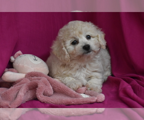 Medium Photo #3 Bichpoo Puppy For Sale in ELDORADO, OH, USA