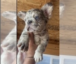 Small Photo #3 English Bulldog Puppy For Sale in LITITZ, PA, USA