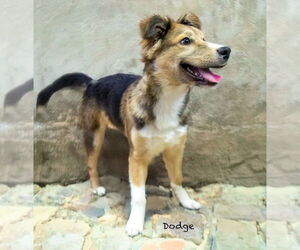 Collie-Unknown Mix Dogs for adoption in Hot Springs Village, AR, USA