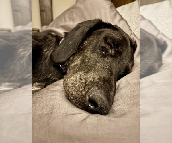 Medium Photo #3 Great Dane-Labrador Retriever Mix Puppy For Sale in Mundelein, IL, USA