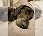 Small #2 Great Dane-Labrador Retriever Mix