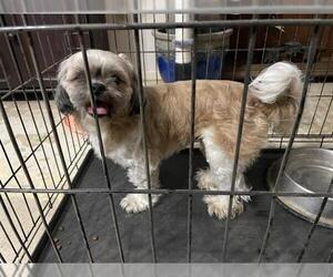 Shih Tzu Dogs for adoption in San Antonio, TX, USA