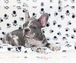 Small Photo #2 French Bulldog Puppy For Sale in LOCUST, NJ, USA