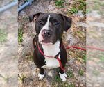 Small #1 American Staffordshire Terrier