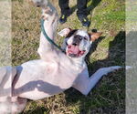 Small #33 Boxer Mix