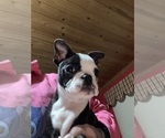 Small Photo #17 Boston Terrier Puppy For Sale in ROUND LAKE, IL, USA