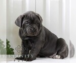 Small #1 Cane Corso