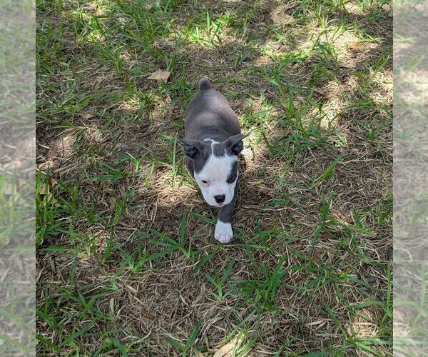 Medium Photo #6 Olde English Bulldogge Puppy For Sale in AUSTIN, TX, USA