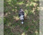 Small #5 Olde English Bulldogge