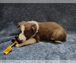 Small #4 Border Collie