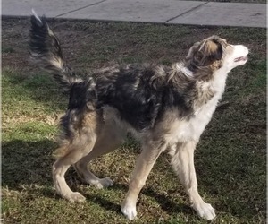 Link - Male Border-Aussie Dog for Adoption - Photo #2