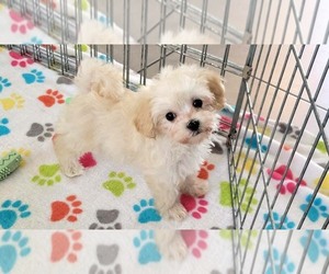 Maltese-Poodle (Toy) Mix Puppy for sale in ORO VALLEY, AZ, USA