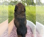 Small #1 Goldendoodle