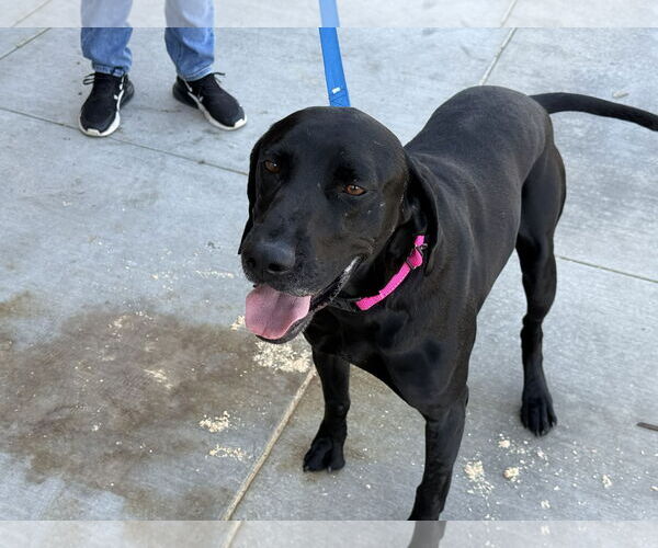 Medium Photo #3 Labrador Retriever Puppy For Sale in Clovis, CA, USA