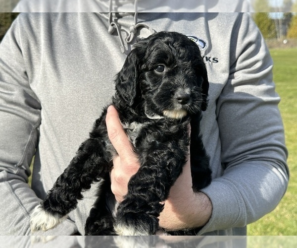Medium Photo #5 Aussiedoodle Puppy For Sale in BREMERTON, WA, USA