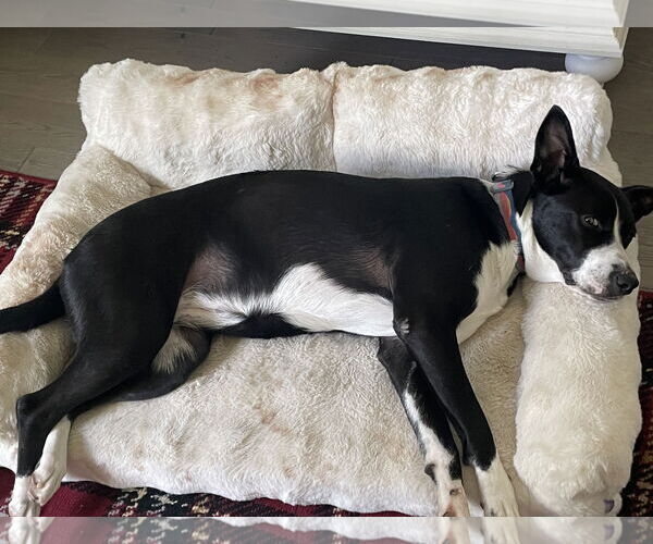 Medium Photo #4 Border Collie-Unknown Mix Puppy For Sale in Aurora, CO, USA