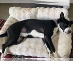 Small #3 Border Collie Mix