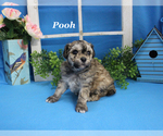 Small #7 Poodle (Toy)