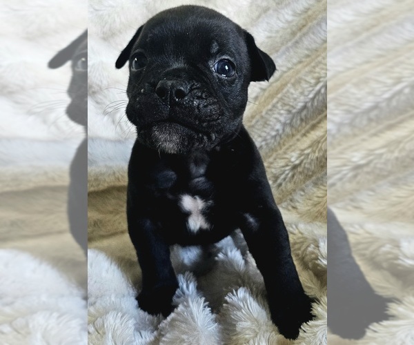 Medium Photo #1 Olde English Bulldogge Puppy For Sale in ATHENS, AL, USA