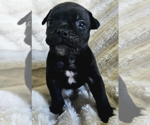 Olde English Bulldogge Puppy for sale in ATHENS, AL, USA