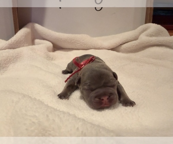 Medium Photo #5 French Bulldog Puppy For Sale in PONSFORD, MN, USA