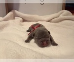 Small #4 French Bulldog