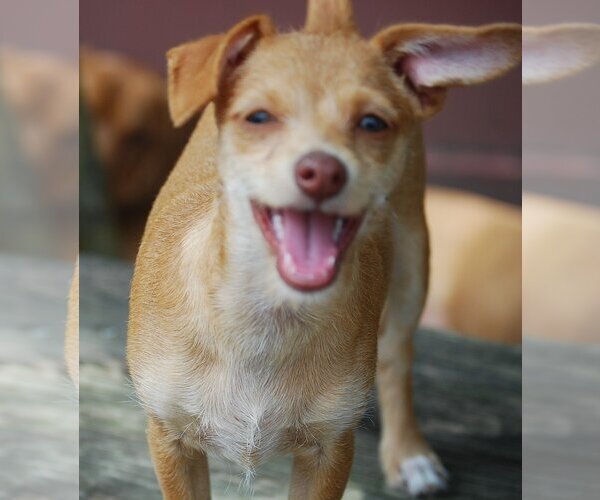 Medium Photo #9 Chihuahua-Unknown Mix Puppy For Sale in Spring, TX, USA