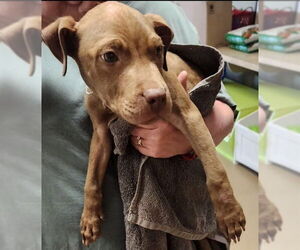 American Pit Bull Terrier Dogs for adoption in Decatur, IL, USA