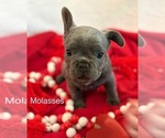 Puppy Molasses French Bulldog