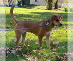 Small Photo #4 Beagle-Unknown Mix Puppy For Sale in New York, NY, USA