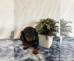 Dachshund Puppy for sale in LOOGOOTEE, IN, USA