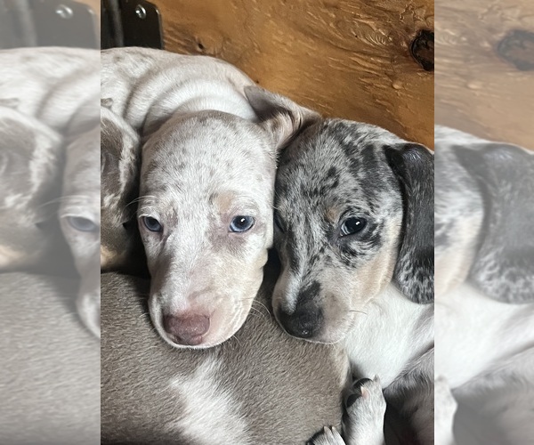 Medium Photo #115 Dachshund Puppy For Sale in LAKEBAY, WA, USA