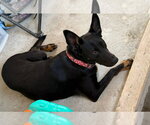 Small #8 German Shepherd Dog Mix