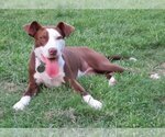 Small #3 American Pit Bull Terrier Mix