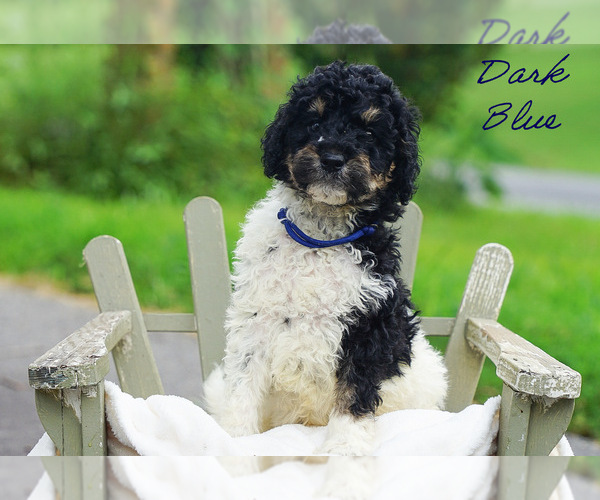 Medium Photo #8 Goldendoodle Puppy For Sale in WOODLEAF, NC, USA
