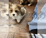 Small #1 Yorkshire Terrier