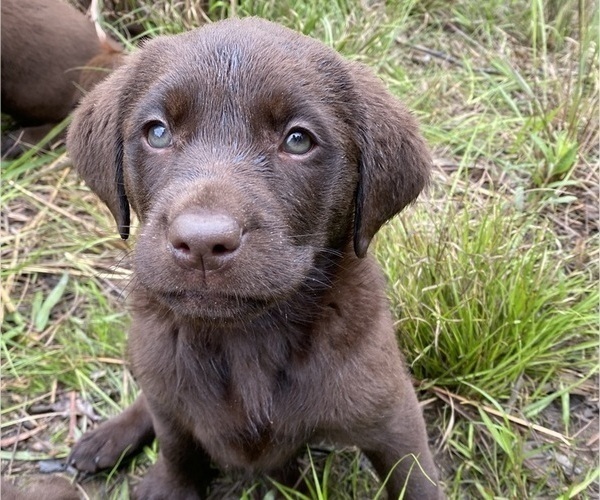 Medium Photo #2 Labrador Retriever Puppy For Sale in EASTMAN, GA, USA