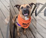 Small #2 Black Mouth Cur-Labrador Retriever Mix